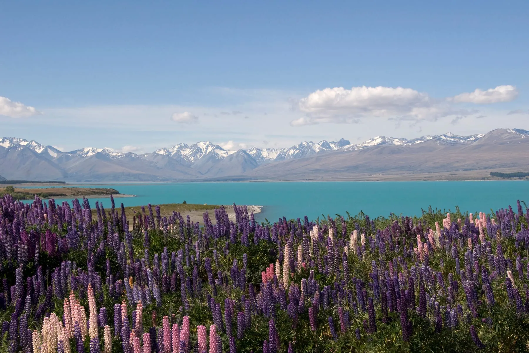 Summer lupins in bloom along the shore of Lake Tekapo, with the Southern Alps beyond