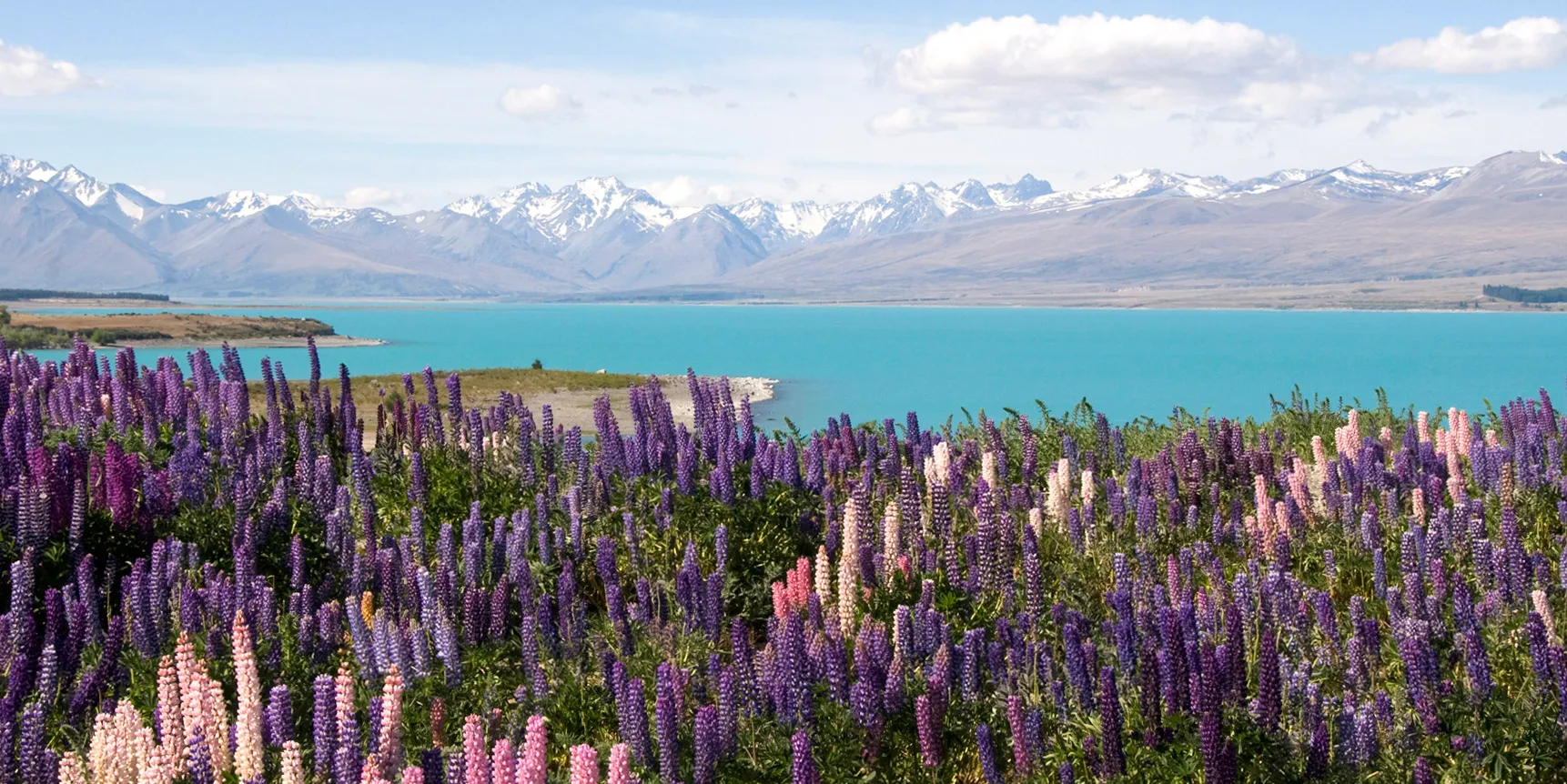 A wedding among the summer lupins on the shore of Lake Tekapo