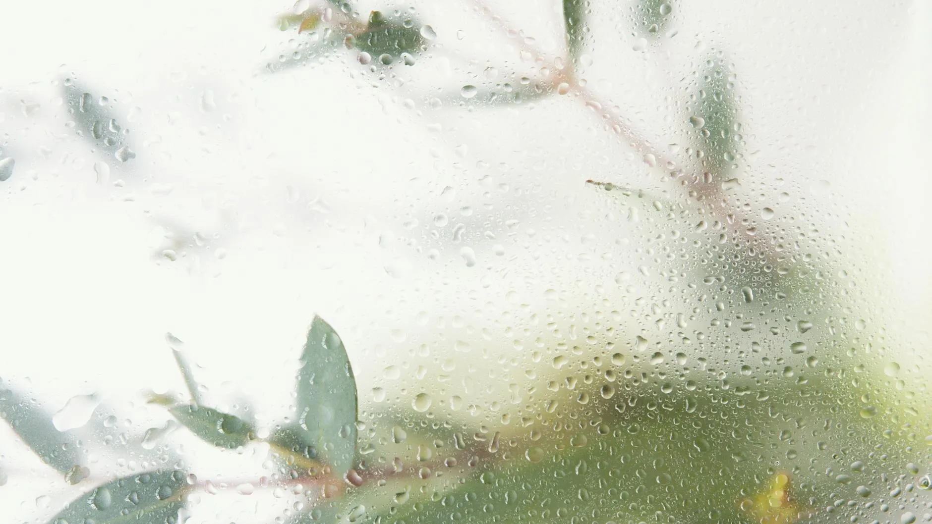 Green leaves seen through rain-spattered glass