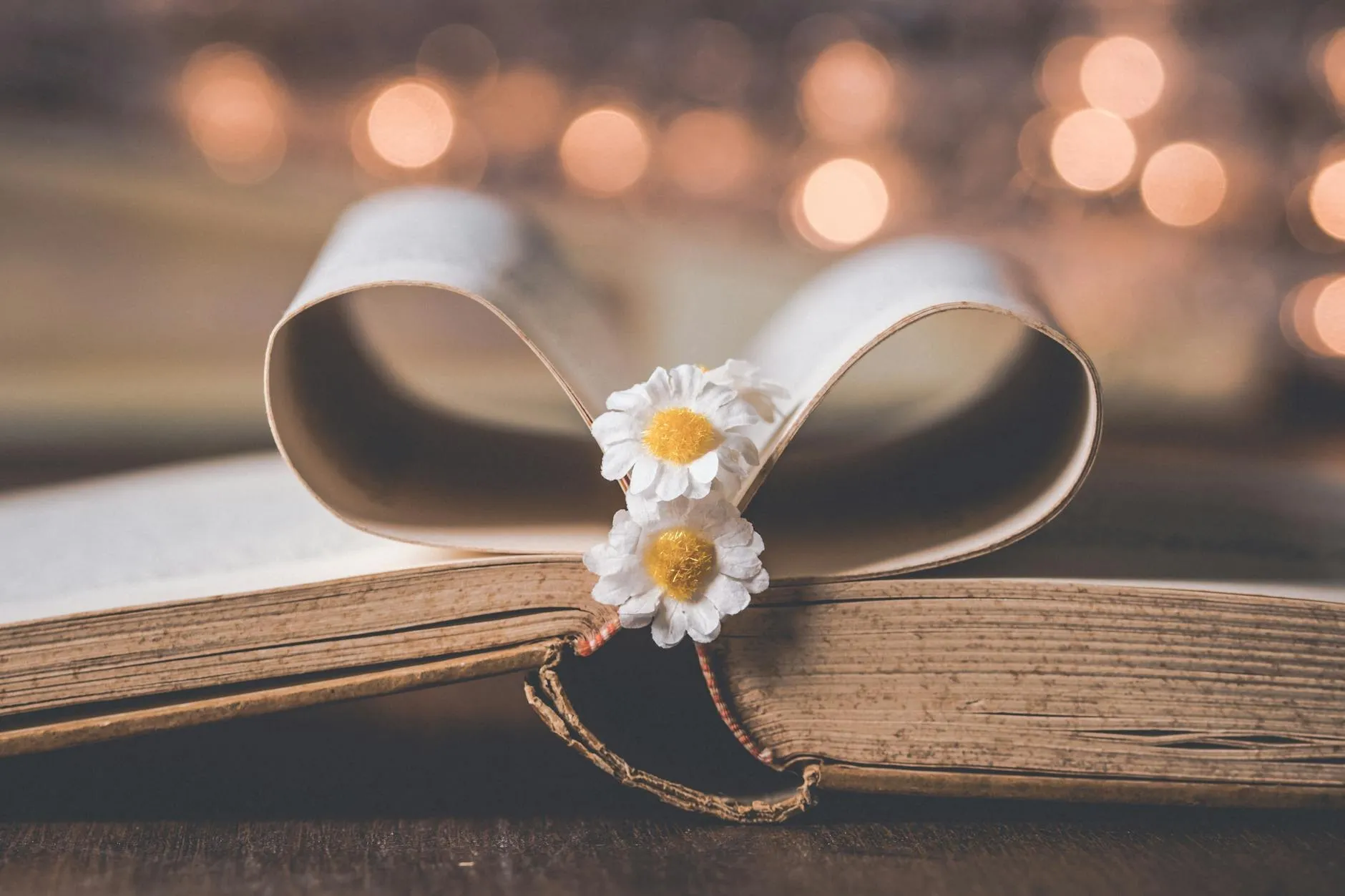 Pages of an old book folded into a heart shape with two daisies