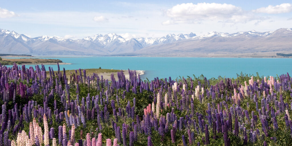 Russell lupins blooming at Lake Tekapo with turquoise lake and Southern Alps — signature New Zealand Dream Weddings elopement location.